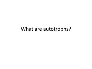 What are autotrophs?