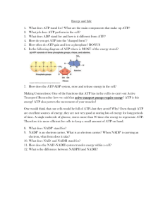 4.0 – Cell Energy Student Sheet