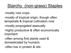Starchy Roots