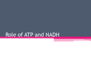 Role of ATP and NAD - Mrs. Barrett's Biology Site
