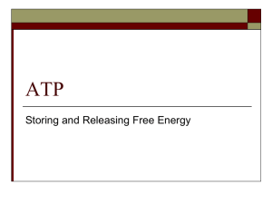 ATP Storing and Releasing Free Energy