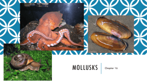 Notes on Mollusks Ch.16