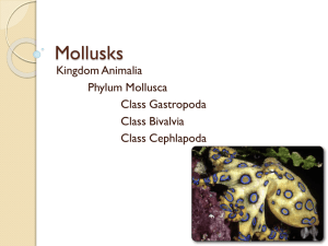 Mollusks - mrgittermann