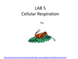 LAB 5 Cellular Respiration - local.brookings.k12.sd.us
