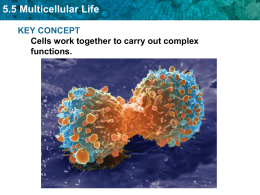 What Are Specialized Cells?