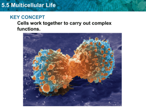 5.5 Multicellular Life