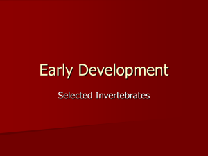 Early Development of Invertebrates