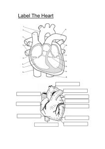 Heart work sheet