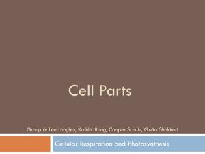 Cell Parts: