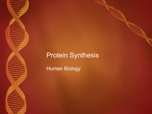 6_Protein Synthesis - bloodhounds Incorporated