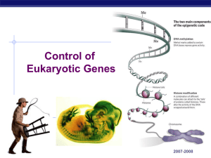 Eukaryotic Gene Control 14-15