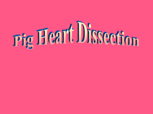 Heart Dissection 101