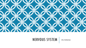 Nervous System - local.brookings.k12.sd.us