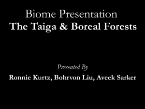 Biome Presentation The Taiga