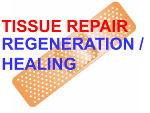 Tissue Repair Regeneration
