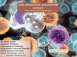 Inflammation and Repair - King Saud University Medical Student