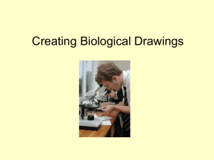 formal lab report & proper biological diagram