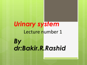 1._Urinary_System