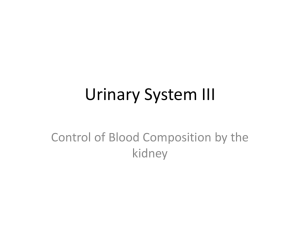 Urinary System III