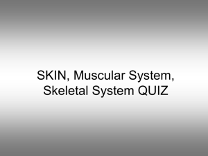SKIN, Muscular System, Skeletal System QUIZ