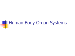 Human Body Organ Systems