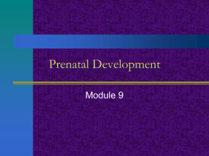 Module 9: Prenatal Development & the Newborn