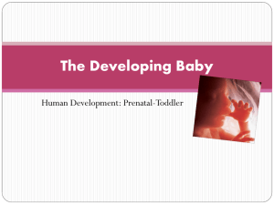 The Developing Baby