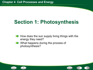 Chapter 4 Cell Processes and Energy