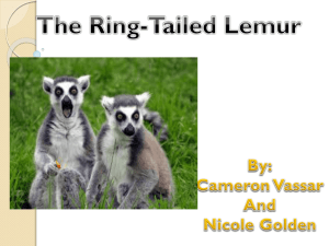Ring Tailed Lemur Project Cameron and Nicole final