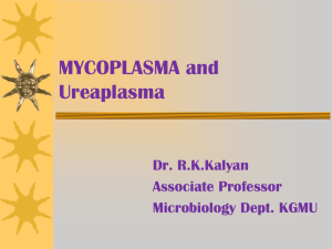 Mycoplasma Ureaplasma Lecture
