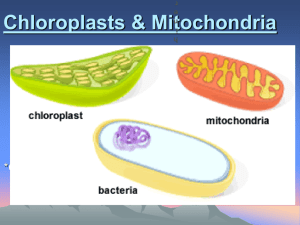 6.5 Chloroplasts & Mitochondria