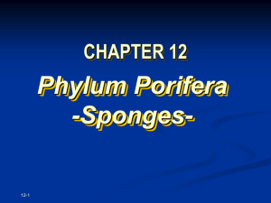 CHAPTER 12 Phylum Porifera