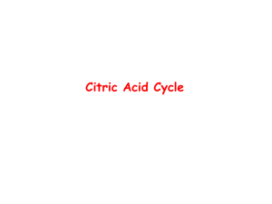 Citric Acid Cycle - mustafaaltinisik.org.uk