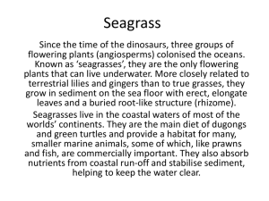 Seagrass and Mangrove