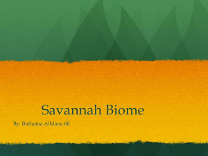 Savannah Biome - 19-024