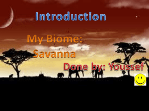 Savanna Plants - 19-407