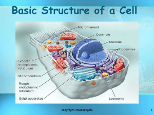 Cell Structure (revised)
