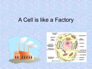 A Cell is like a Factory - Blountstown Middle School