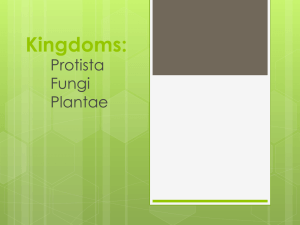 Kingdoms Protista, Fungi, Plantae PPT