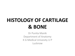 Cartilage & Bone [PPT]