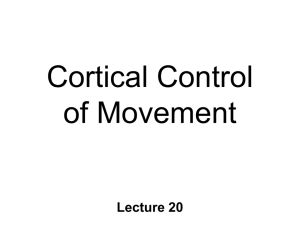 BN20 cortical motor control