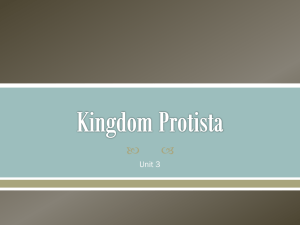 kingdom_protista