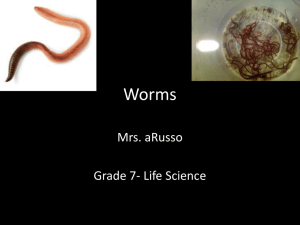 Worms - Mrs. aRusso's 7th/8th Grade Science Site!