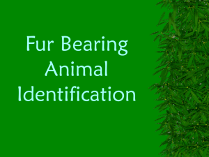 Fur Bearing Species ID