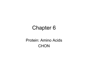 Protein: Amino Acids