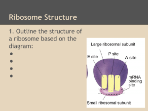 Ribosome Structure - Rufus King Biology