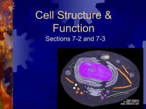 Cell Structures & Organelles