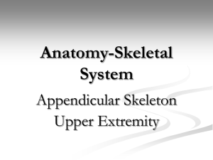 Anatomy-Skeletal System