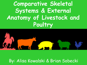 Comparative Skeletal Systems & External Anatomy of Livestock and