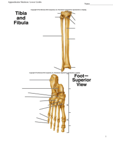 Appendicular Skeleton: Lower Limbs